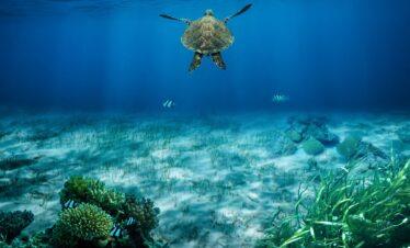 Andaman Tour Package 3N/4D