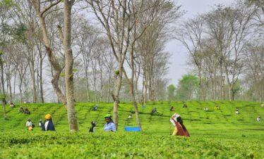 3 Nights / 4 Days Darjeeling Tour Package