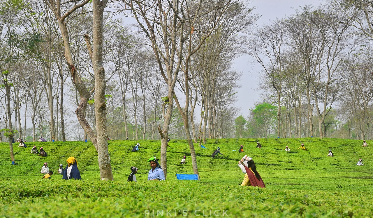 Darjeeling Extended