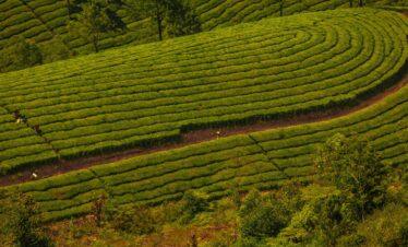 Kerala