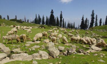 Kashmir