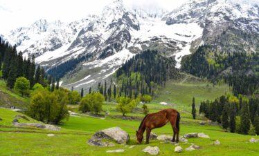 Kashmir Tour Package – 4 Nights / 5 Days