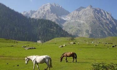 6 Nights / 7 Days Kashmir Tour Package