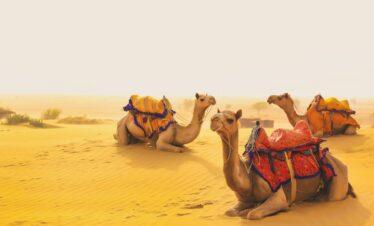 6 Nights / 7 Days Rajasthan Royal Tour