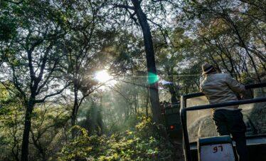 3 Nights / 4 Days Ranthambore & Jaipur Tour