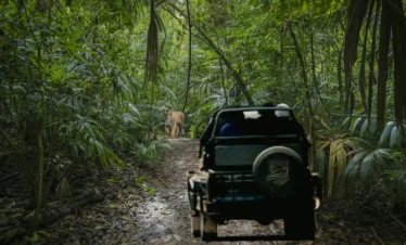 2 Nights / 3 Days Sariska Wildlife Tour