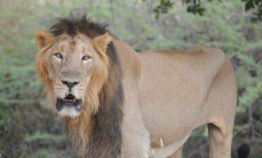 Jamnagar Dwarka Somnath & Sasan Gir Tour – 4 Nights / 5 Days