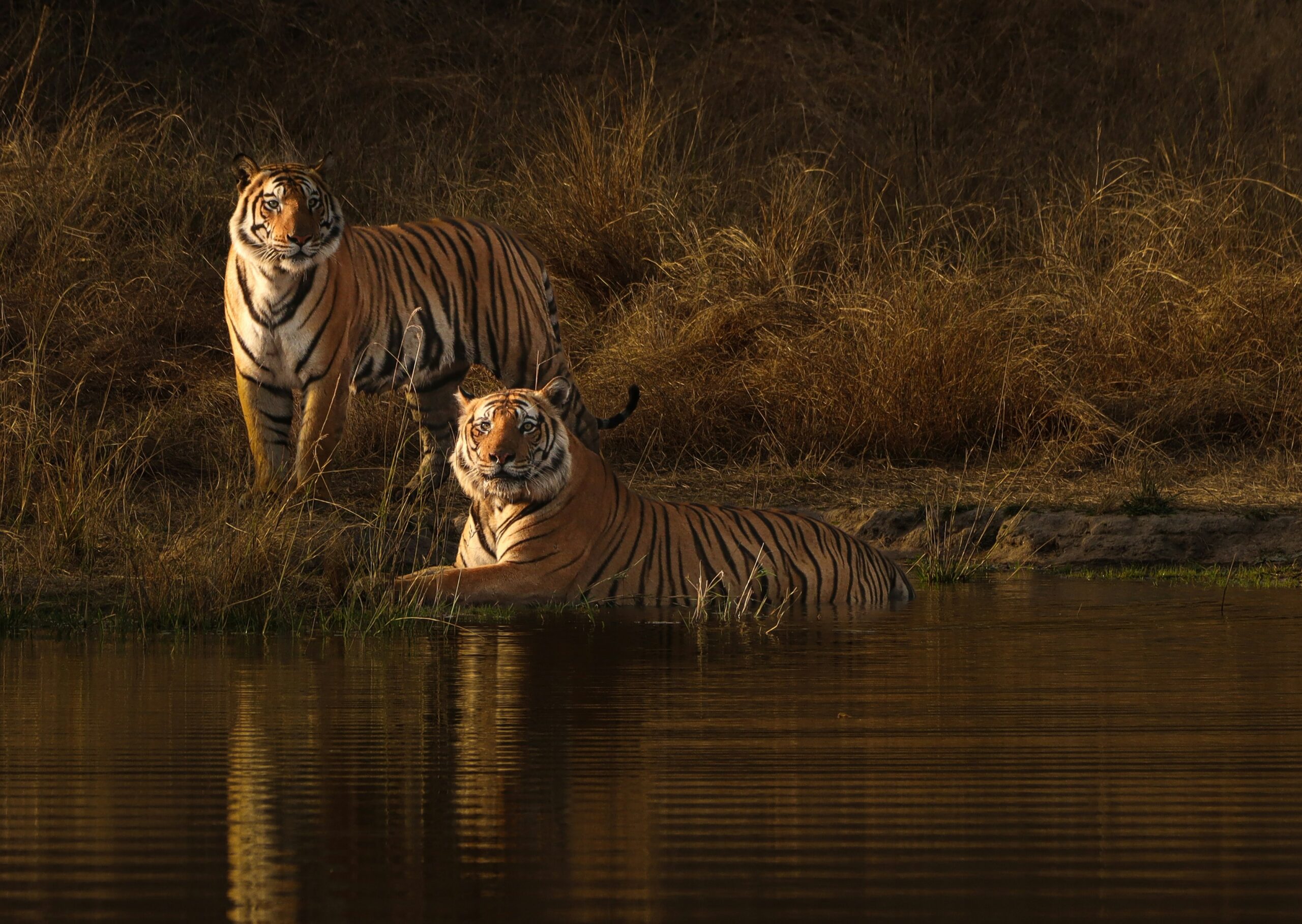 Jabalpur Bandhavgarh Kanha Tour
