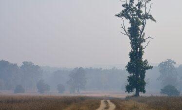 4 Nights / 5 Days Pench & Kanha Tour Package