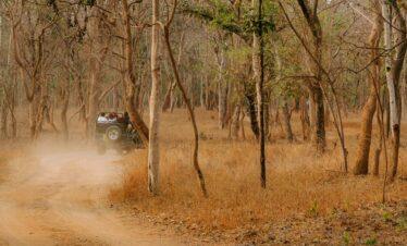 Pench National Park Tour Package 2 Nights / 3 Days