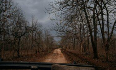 Pench & Kanha Tour Package 3 Nights / 4 Days