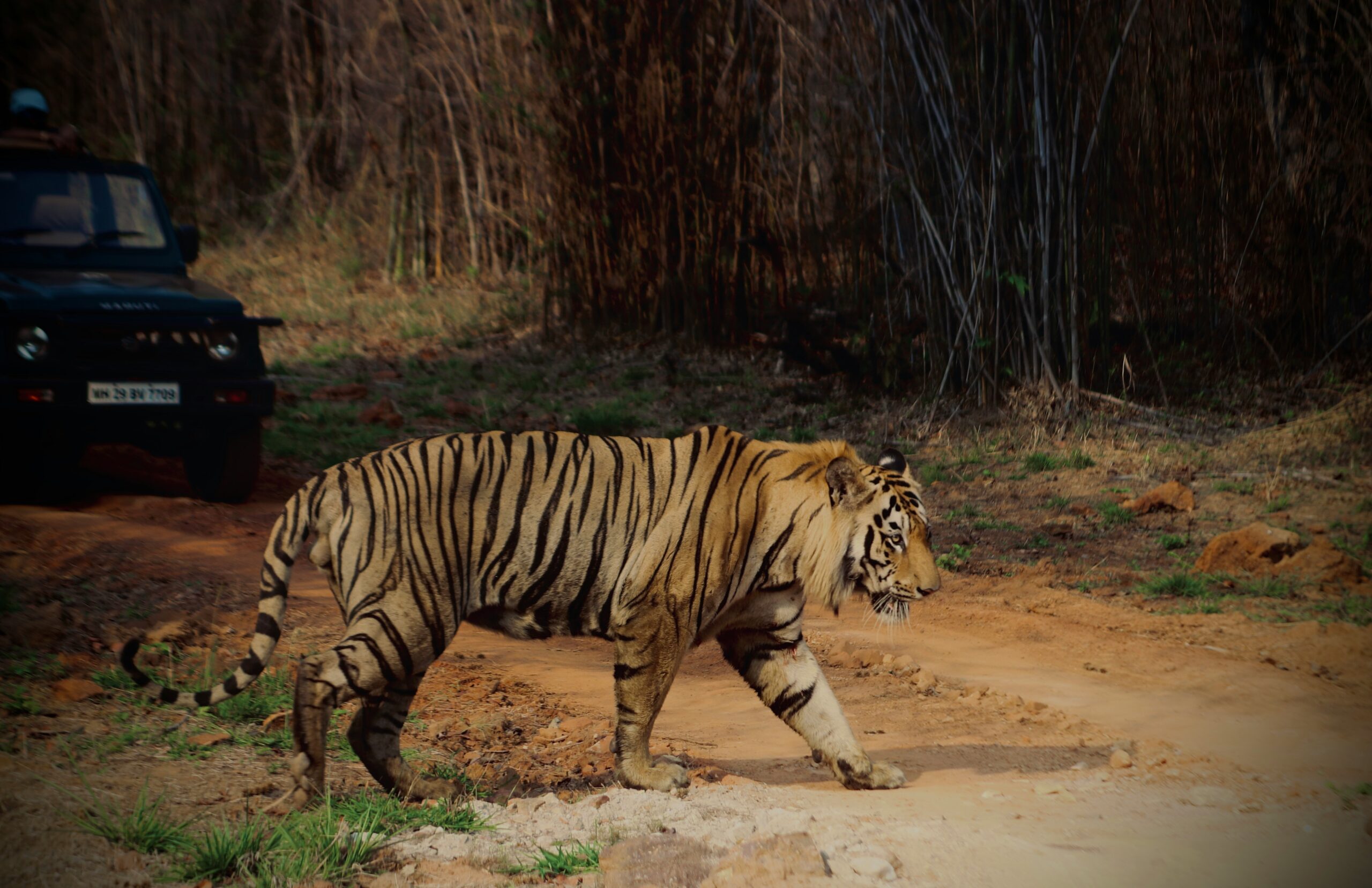 Tadoba National Park Tour