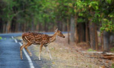 2 Nights / 3 Days Kanha National Park Tour Package